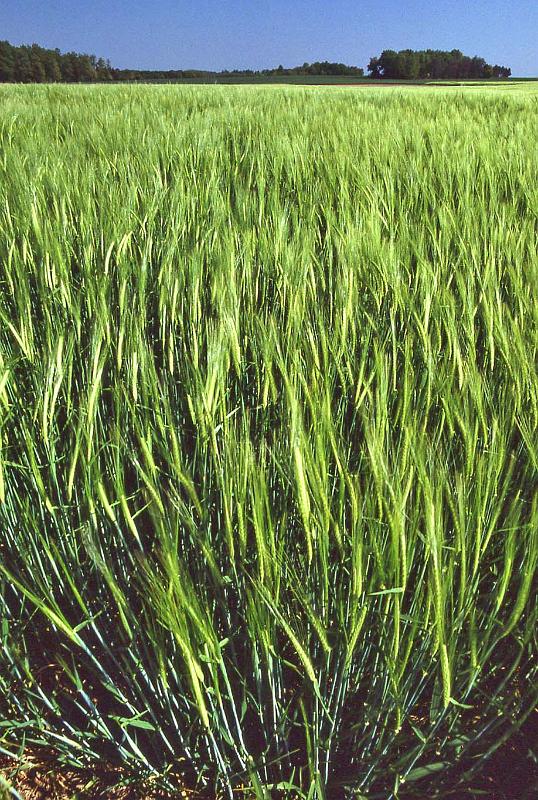 WT 2500 325-04 France 92.jpg